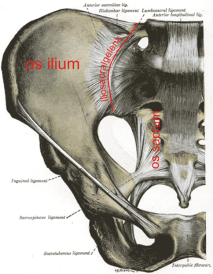 Iliosacralgelenk 600